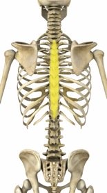 TRX Thoracic Spine Rotation