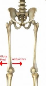 Gluteus Medius-Hip Adductor Interaction