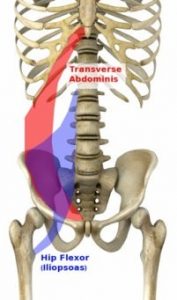 Core-Hip Flexor Interaction