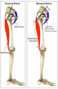 Hip Flexor-Hamstring Interaction