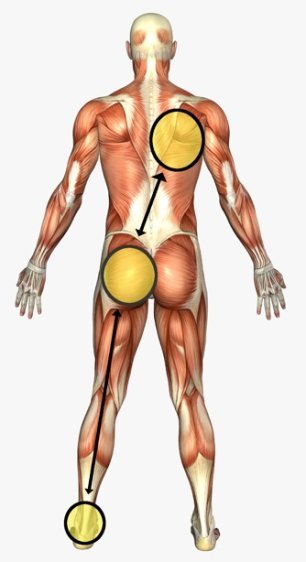 How the foot and shoulder are connected