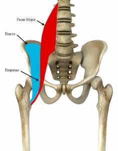 Functional Anatomy