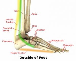 Plantar Fascia