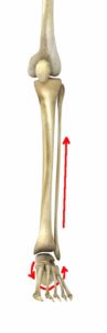 Proximal Tib Fib Dysfunction